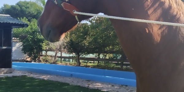 PELIGRO CABALLO DESHIDRATADO !!!