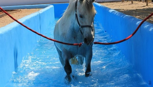 Recuperación y rehabilitación de Caballos  (Hidroterapia Equina)