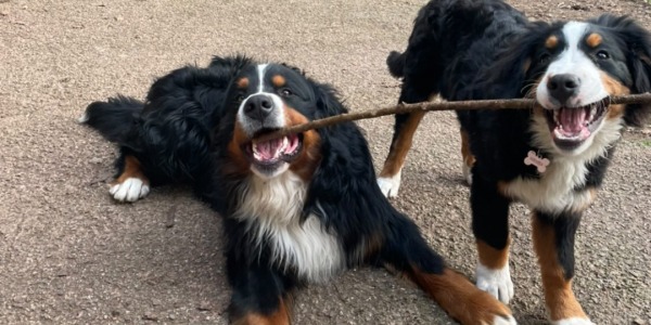 La importancia de la socialización de los cachorros antes de los 4 meses de vida.